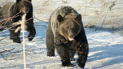 Снимки с медведем в Южно-Курильске сделали больше недели назад: лесничество