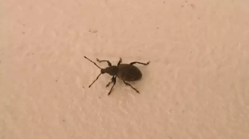 Тысячи противных жуков могли попасть с семенами канадской травы на Курилы