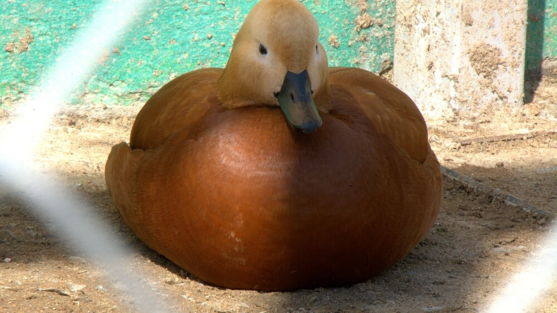 Птицы - сказочные создания. Они могут всю жизнь прожить в клетке и все равно будут петь…