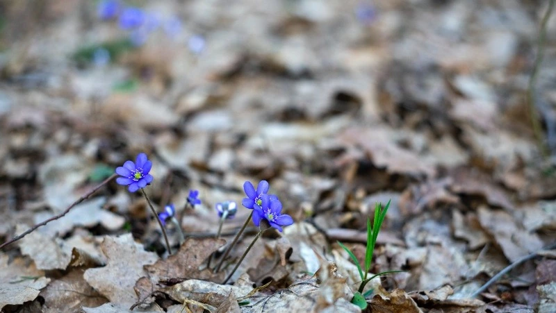 Март 2022 года на Сахалине: массовая гибель, смерть на СВО, импортозамещение