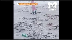Просто выбрасывают: в сети появилось видео с сотнями тушек выловленной наваги на Сахалине
