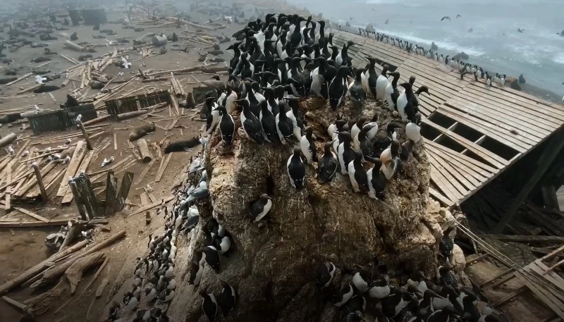 Сахалинский блогер Любаченко помог ученым на острове Тюлений