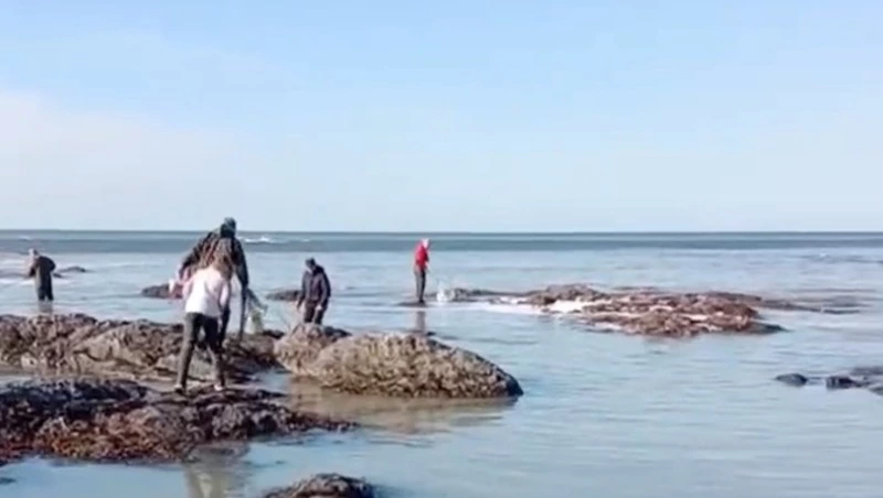 Море «забурлило» из-за огромного количества сельди в районе села Стародубское