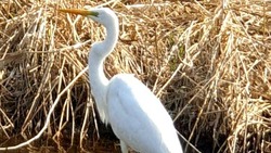 Загадочную белую птицу встретила сахалинка в Невельске