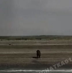 Рыбаки помогли медведю выбраться на берег Охотского моря            