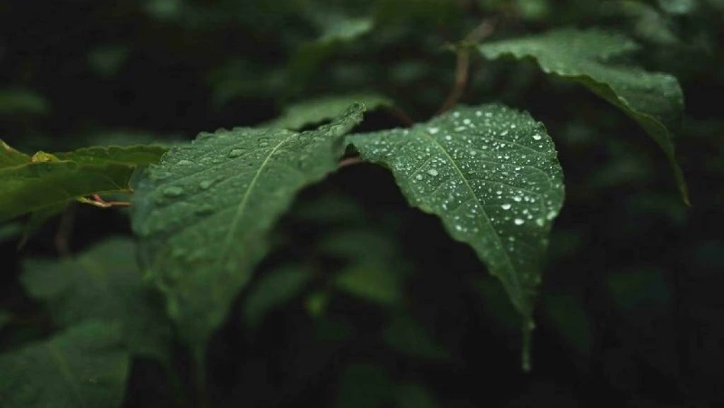 Прогноз погоды на Сахалине и Курилах 12 сентября: ветер и слабый дождь