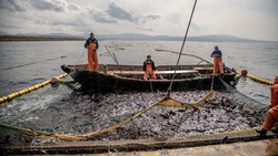 Рыбопромышленникам Северо-Курильска выделили квоту добычи лосося в 2023 году