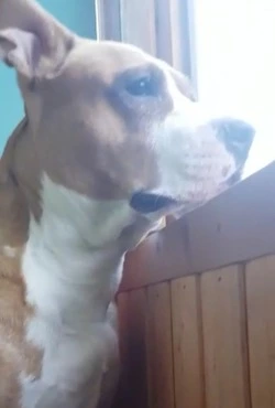 «Каждый день с болью»: срочный сбор на лечение собаки Берты объявили на Сахалине