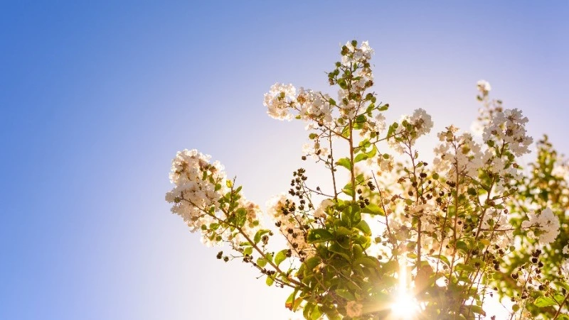 Погода в Южно-Сахалинске 16 апреля: +19 градусов и южный ветер 