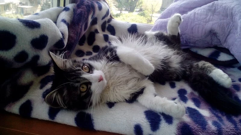 Затисканный Мурзик