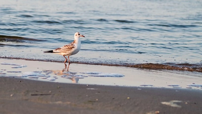 Японию попросили помолчать, к Черному морю пустят только привитых. Главное на утро 25 июня