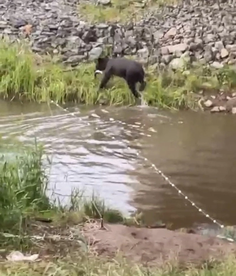 Медведь «конфисковал» улов у браконьера на Сахалине