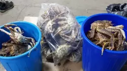 Браконьеры под покровом ночи набили машины крабами, которые шли на нерест