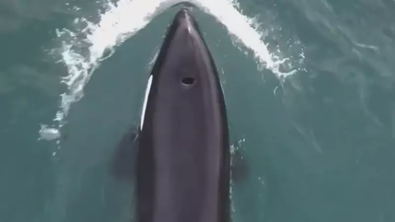 «Как я ждал этой встречи!»: сахалинский блогер опубликовал невероятные кадры с косатками