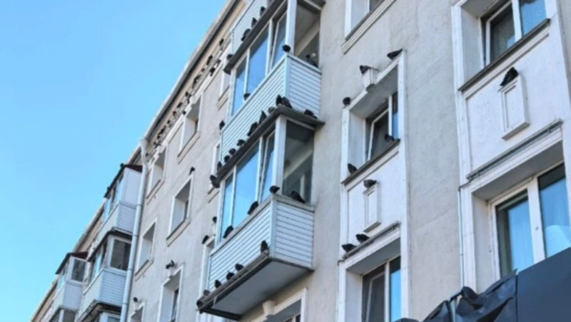 «Бабушка-юннатка» прикормила голубей в Южно-Сахалинске 