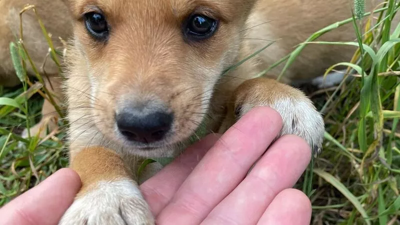 Неизвестные жестоко расправились с щенком в столице Сахалина
