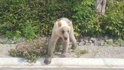Двухцветный медведь проводил машину с туристами на Курилах
