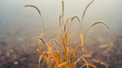 В Южно-Сахалинске потушили 20 очагов горящей сухой травы