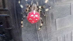 Редкого паука заметил сахалинский автомобилист