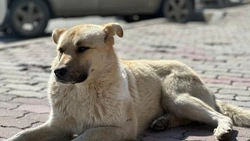 Бастрыкин потребовал доклад по делу о нападении собаки на ребенка в Долинске