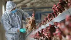 Птичий грипп на Сахалине: меры профилактики вирусной инфекции 