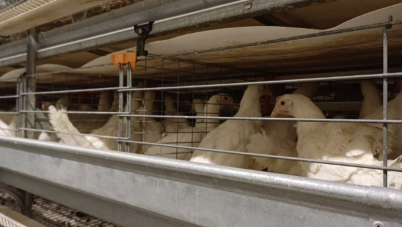Более 80 тысяч цыплят доставили на птицефабрику «Островная» в Южно-Сахалинске