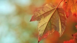 До +15 градусов и дождь: погода в Южно-Сахалинске 12 октября