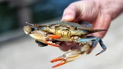 Япония считает неприемлемым запрет на добычу моллюсков возле Южных Курил       