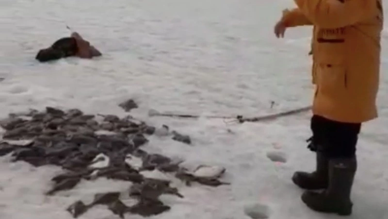 «Кто сколько смог»: поронайцы мешками и ведрами уносили камбалу с рыбалки
