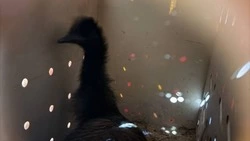 Два страуса эму долетели на самолете из Нижнего Новгорода до Сахалина