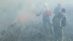 Более 800 гектаров леса выгорело на Сахалине из-за пожаров в 2023 году