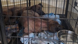 Попавших в битум щенков выходили в сахалинском приюте