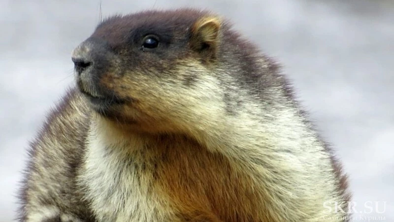 На Курилах сурки «в черных шапках» расплодились от сопок до самого моря