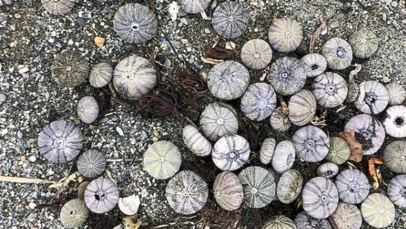 Ученые СахНИРО не нашли связи массовой гибели морских ежей на Сахалине с деятельностью людей