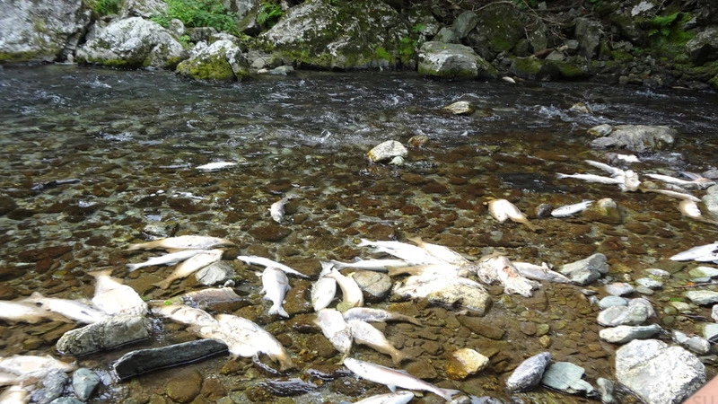 В реках Итурупа задыхается горбуша