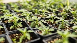 Календарь огородника: что нужно садить на убывающую луну 14 мая