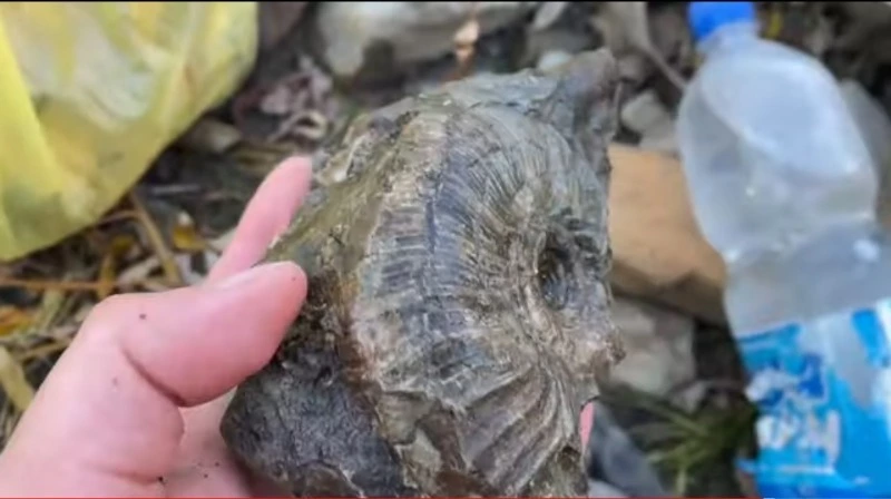 Сахалинские диггеры рассказали о находке аммонитов возрастом 70 миллионов лет