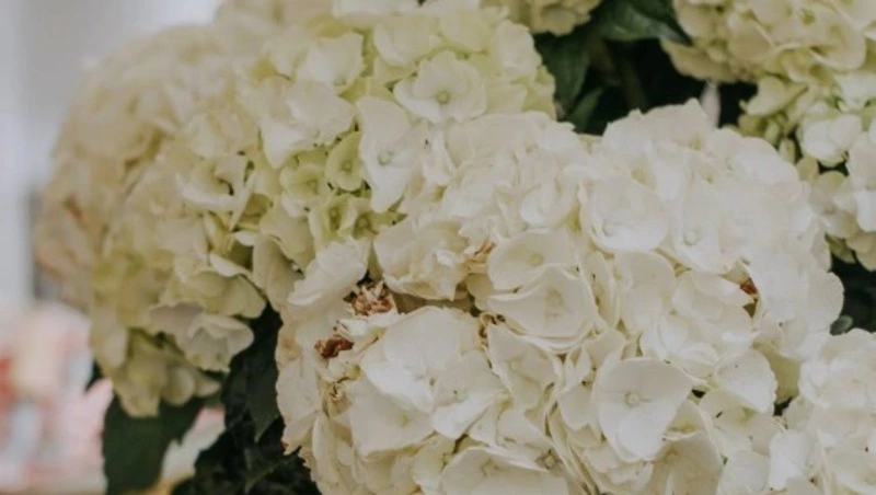 Автолавка и кустарники: сотрудники «Тепличного» сообщили хорошие новости покупателям