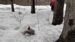 «Зверята жирные»: жители Корсакова сняли на видео «охоту» на белок в парке