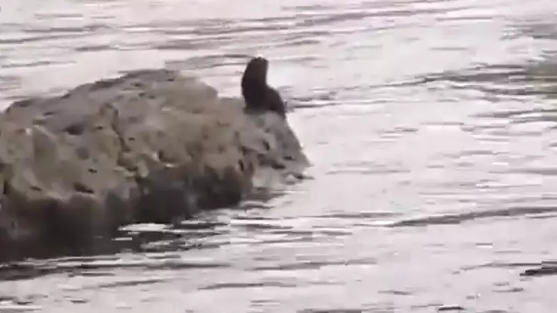 Шустрая норка устроила заплыв на глазах у сахалинца