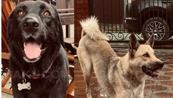 «Усыпят, если не найдут новых хозяев»: собаки погибшего волонтера ищут новый дом на Сахалине