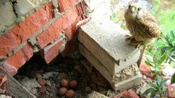 Чернобыль 40 лет спустя: как природа победила радиацию