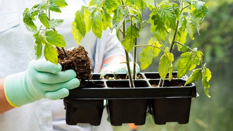 Пикировка томатов в апреле 2025: как ухаживать за помидорами, что говорит лунный календарь