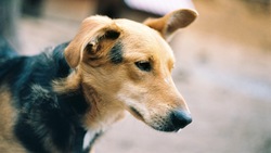 «Примите уже меры наконец!»: свора собак запугала жителей Хомутово в Южно-Сахалинске