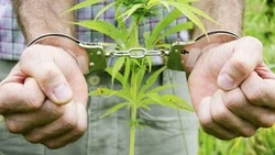 Полицейские закрыли домашнюю наркоплантацию в Томаринском районе