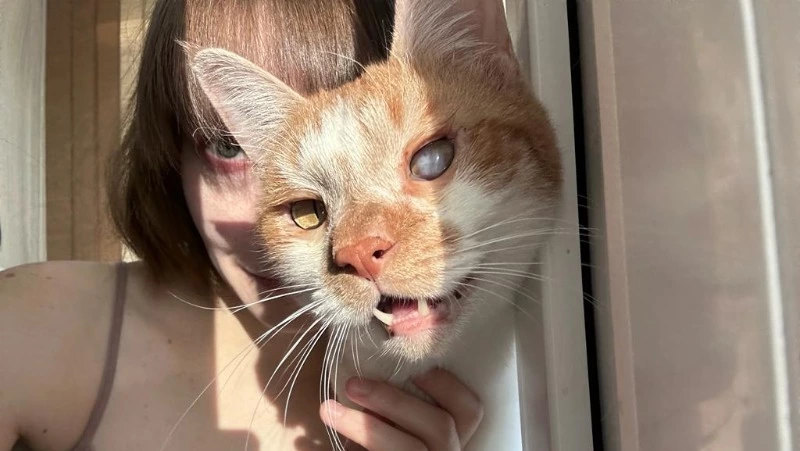 Счастливые истории: как котик Прайм из приюта «Пес и Кот» встретил свою хозяйку