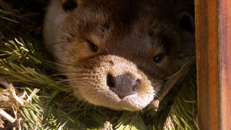 Новые домики для кенгуру и выдры обустроили в зоопарке на Сахалине