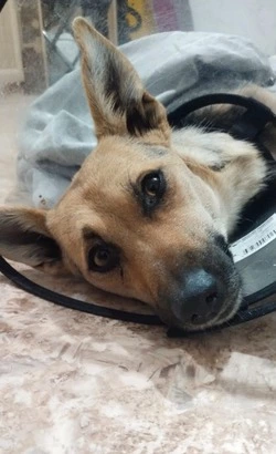 Сбитую в Чехове собаку Мию передали в приют «Пес и кот»