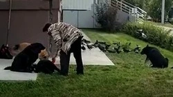 Почему нельзя кормить бездомных собак: инструкция для жителей Южно-Сахалинска