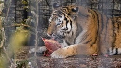 Джунгли и день рождения тигрицы: зооботанический парк пригласил сахалинцев на выходные